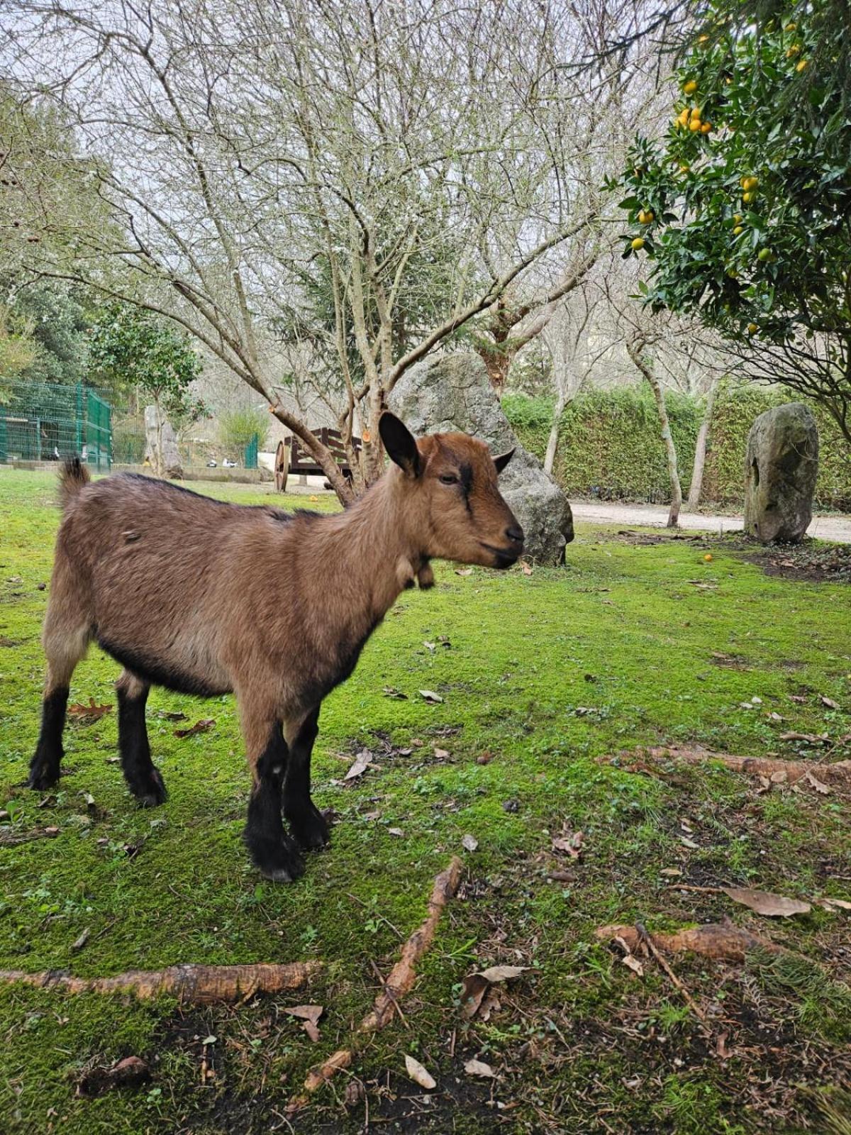 Camping Rural Ria De Arosa 2 Ribeira Esterno foto